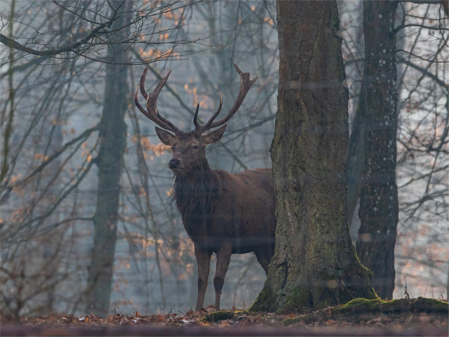 im Morgennebel...