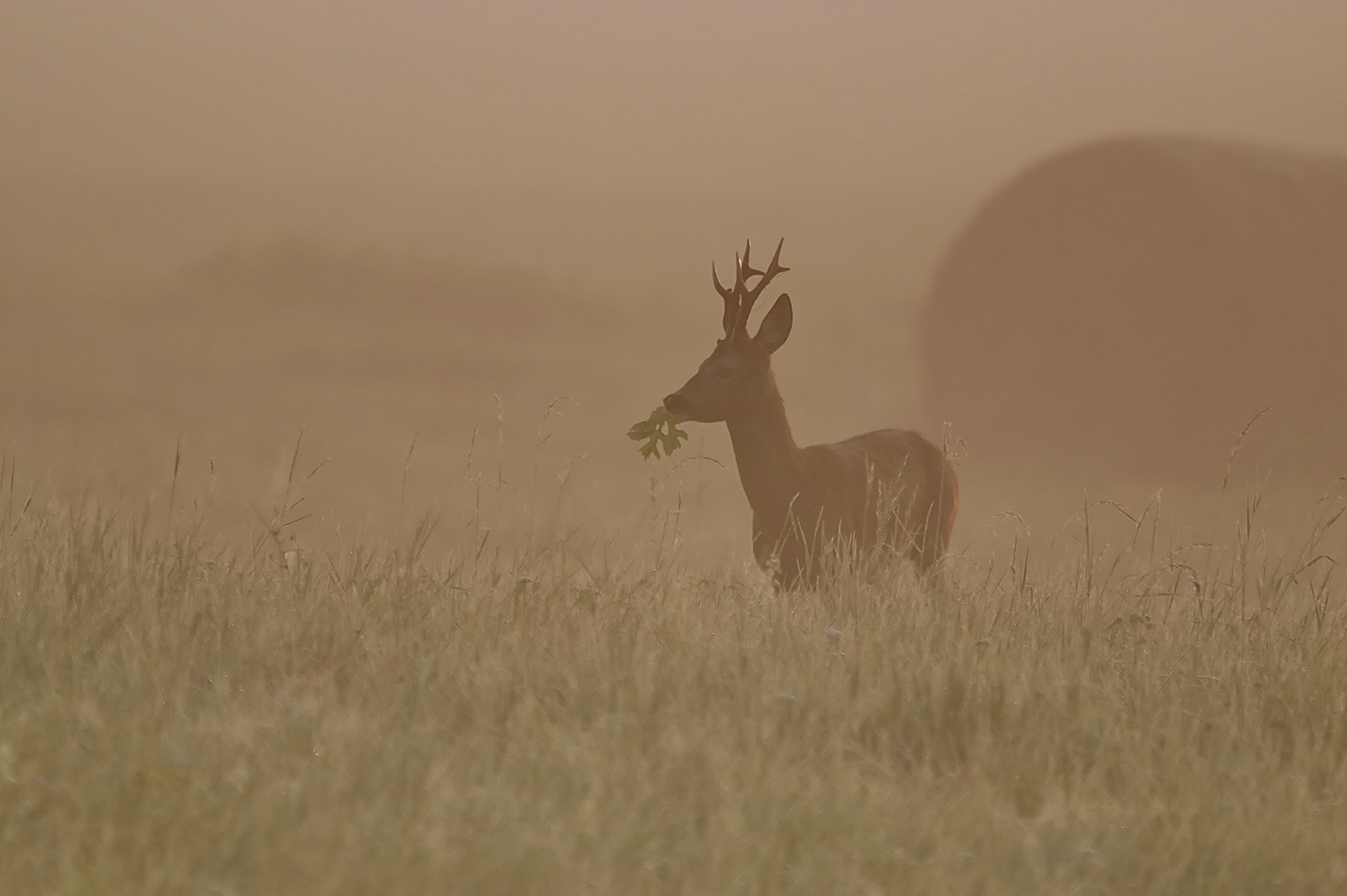 Im  Morgennebel