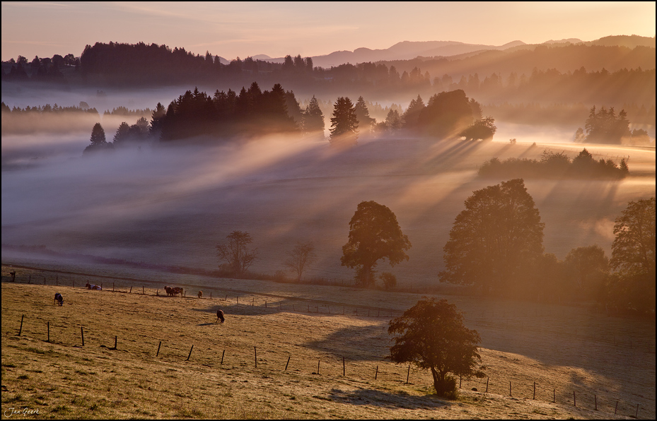 Im Morgennebel