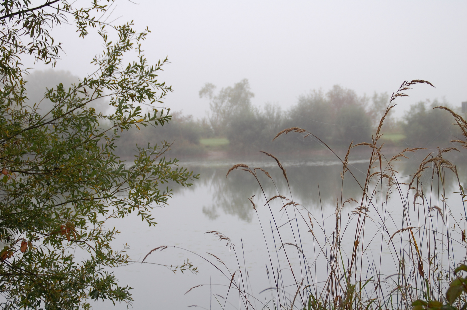 Im Morgennebel