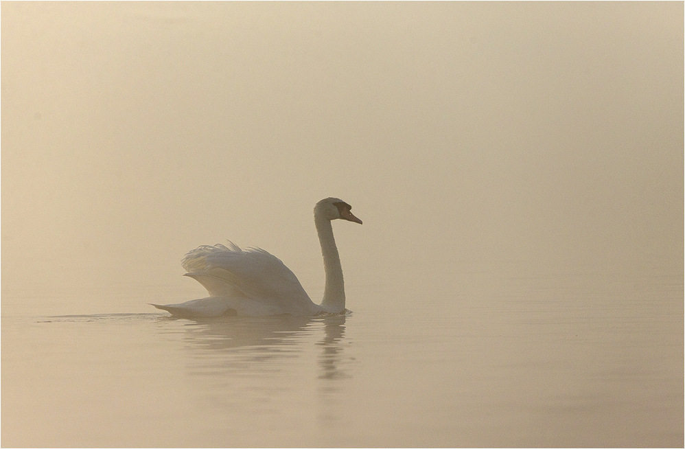 Im Morgennebel..