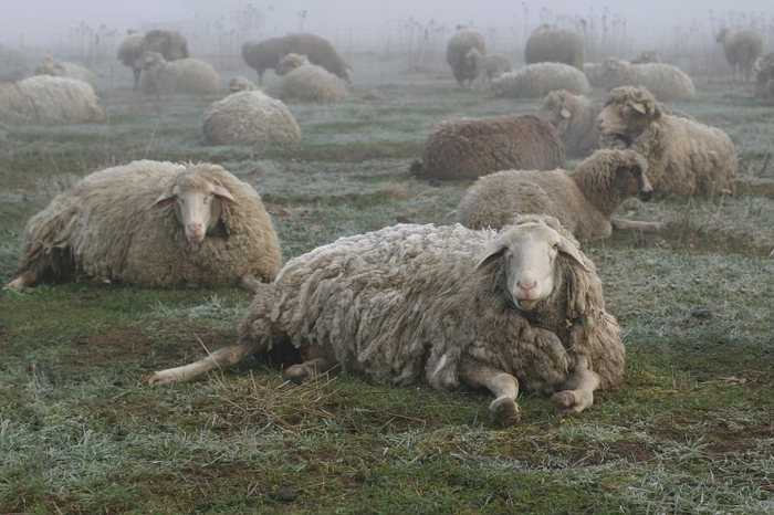 Im Morgennebel auf der Schafweide