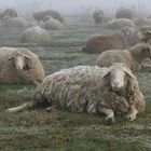 Im Morgennebel auf der Schafweide