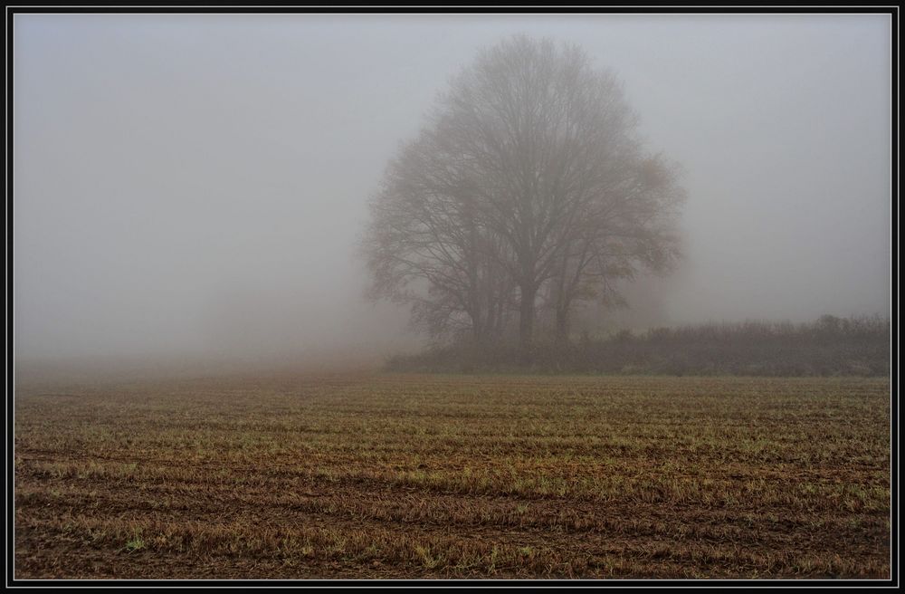 Im Morgennebel