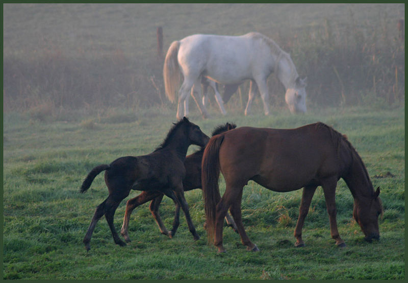 im Morgennebel