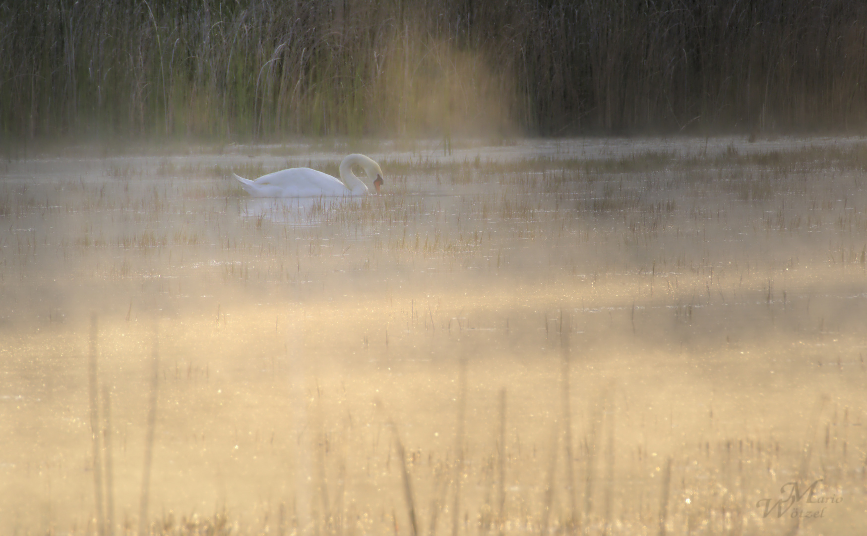 Im Morgennebel