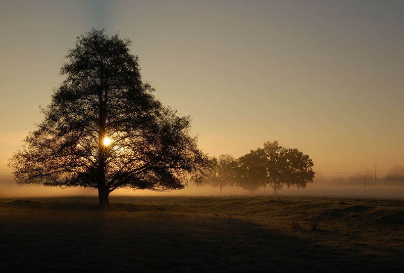 im Morgennebel