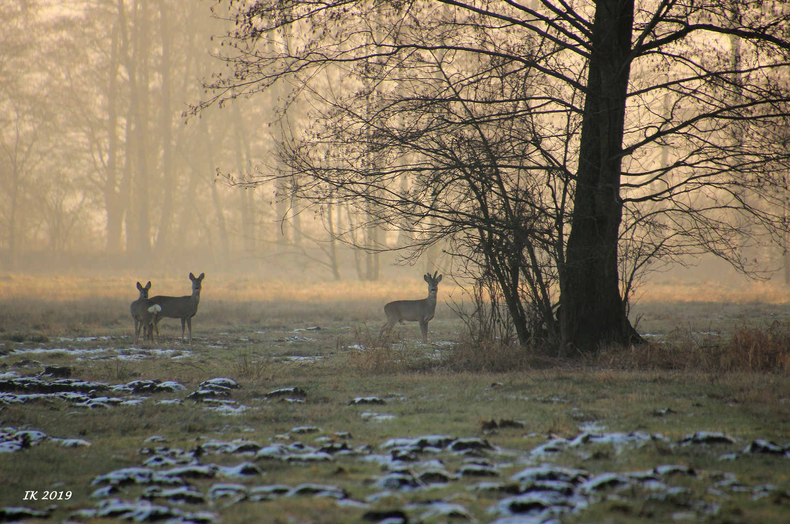 im Morgennebel....