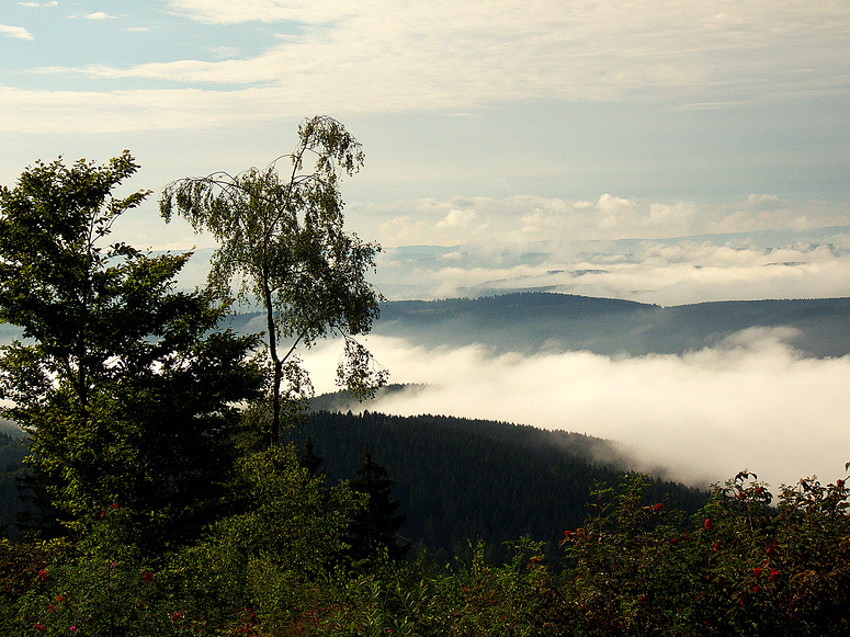 Im Morgennebel