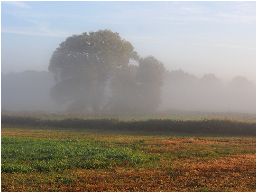 Im Morgennebel