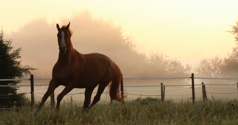 Im Morgennebel II