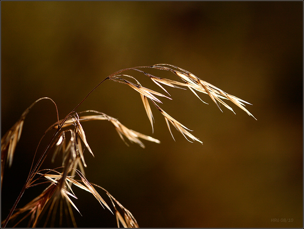 Im Morgensommerwind