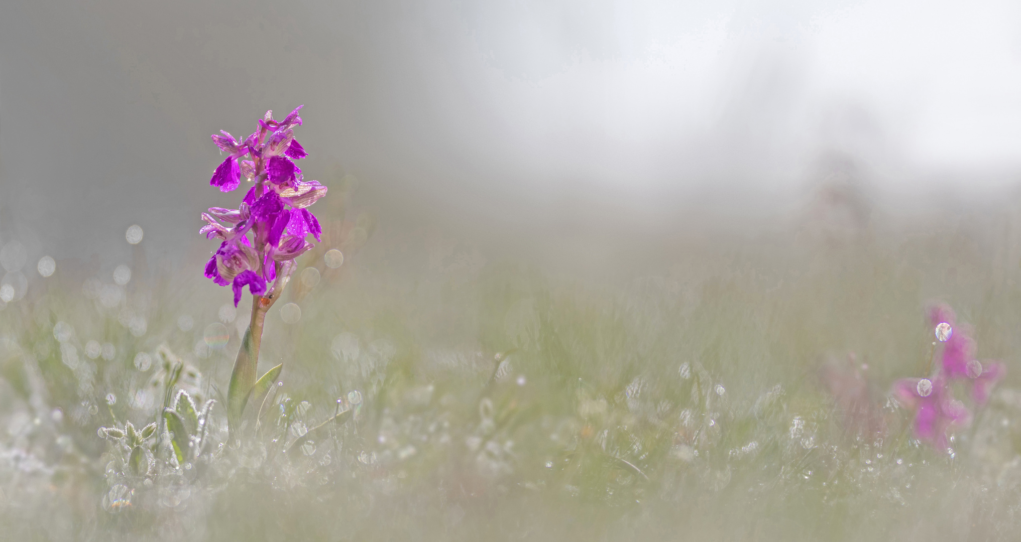 Im Morgentau: Kleines Knabenkraut (Anacamptis morio)