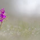 Im Morgentau: Kleines Knabenkraut (Anacamptis morio)