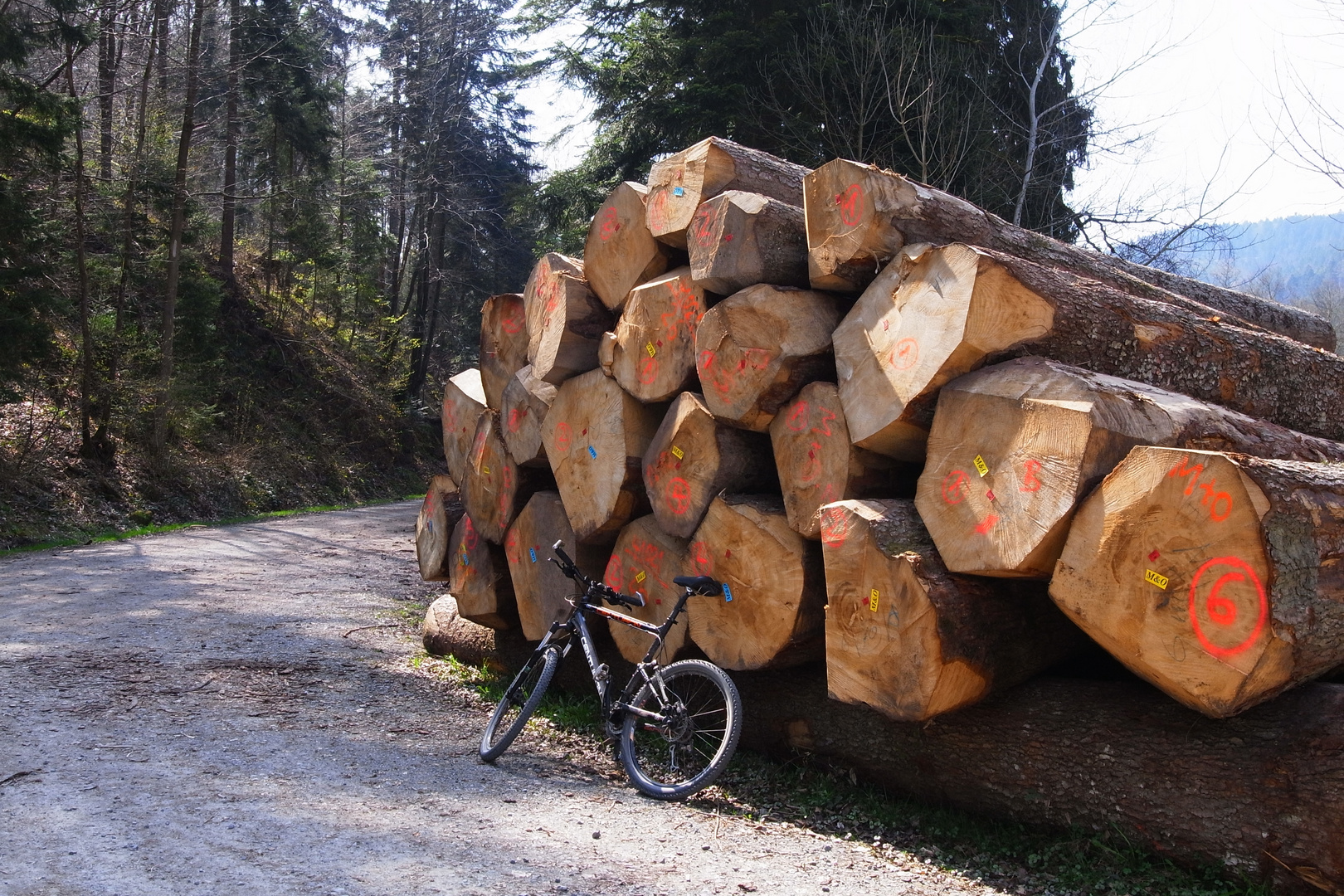 Im MTB-Paradies Nordschwarzwald-2