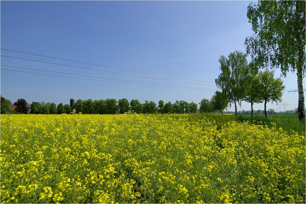 Im Münsterland