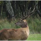 Im Müritz-Nationalpark...