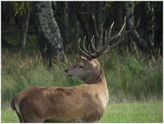 Im Müritz-Nationalpark...