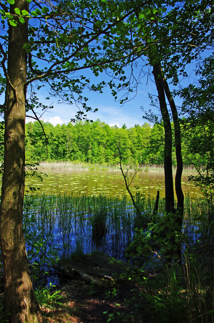 im Müritz-Nationalpark