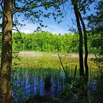 im Müritz-Nationalpark