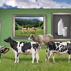 Im Museum - Landwirtschaftsgalerie für Milchlieferanten
