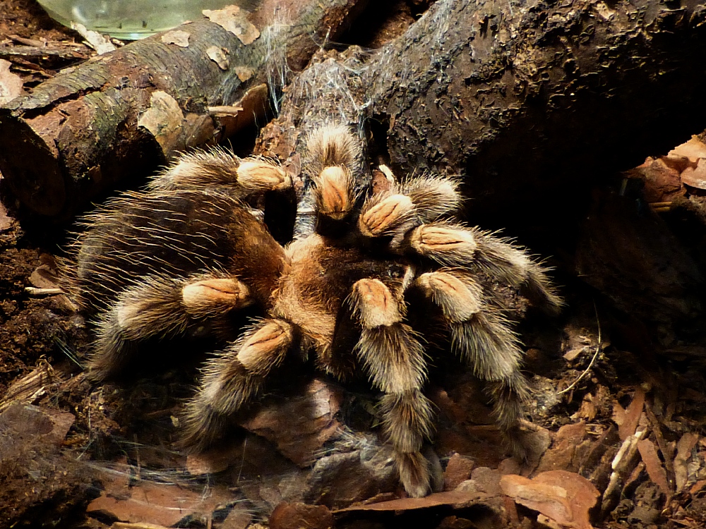 Im Museum Mensch und Natur: Lebende Spinnen