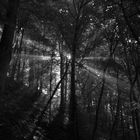 Im mystischen Wald