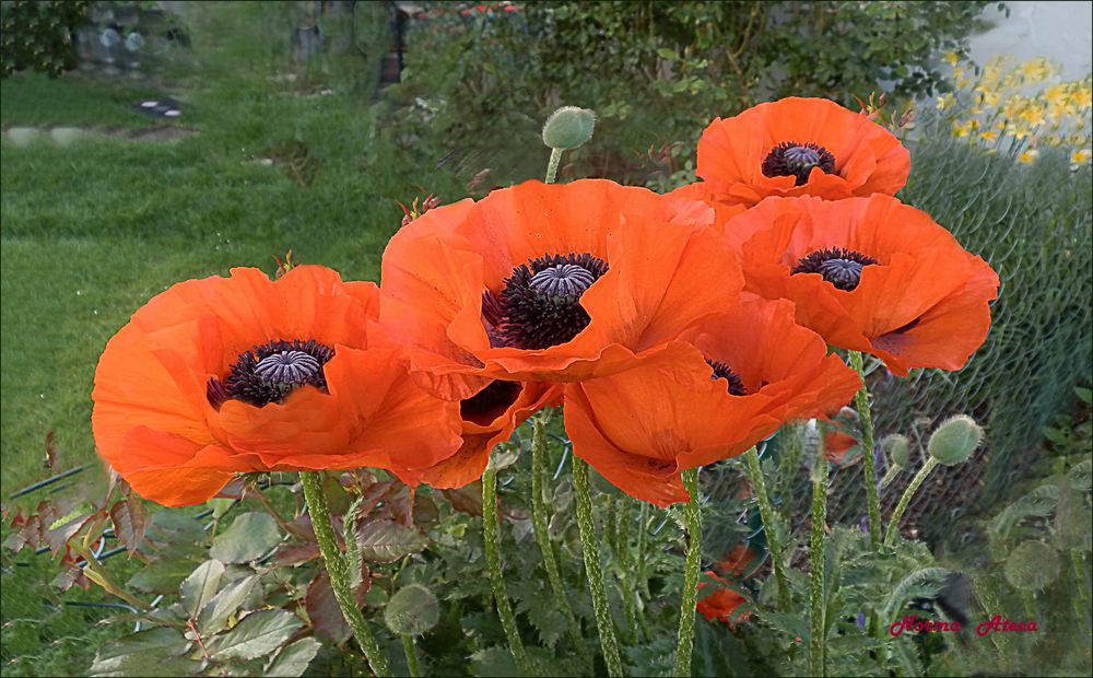 Im Nachbarn Garten Foto & Bild blumen , nature, natur