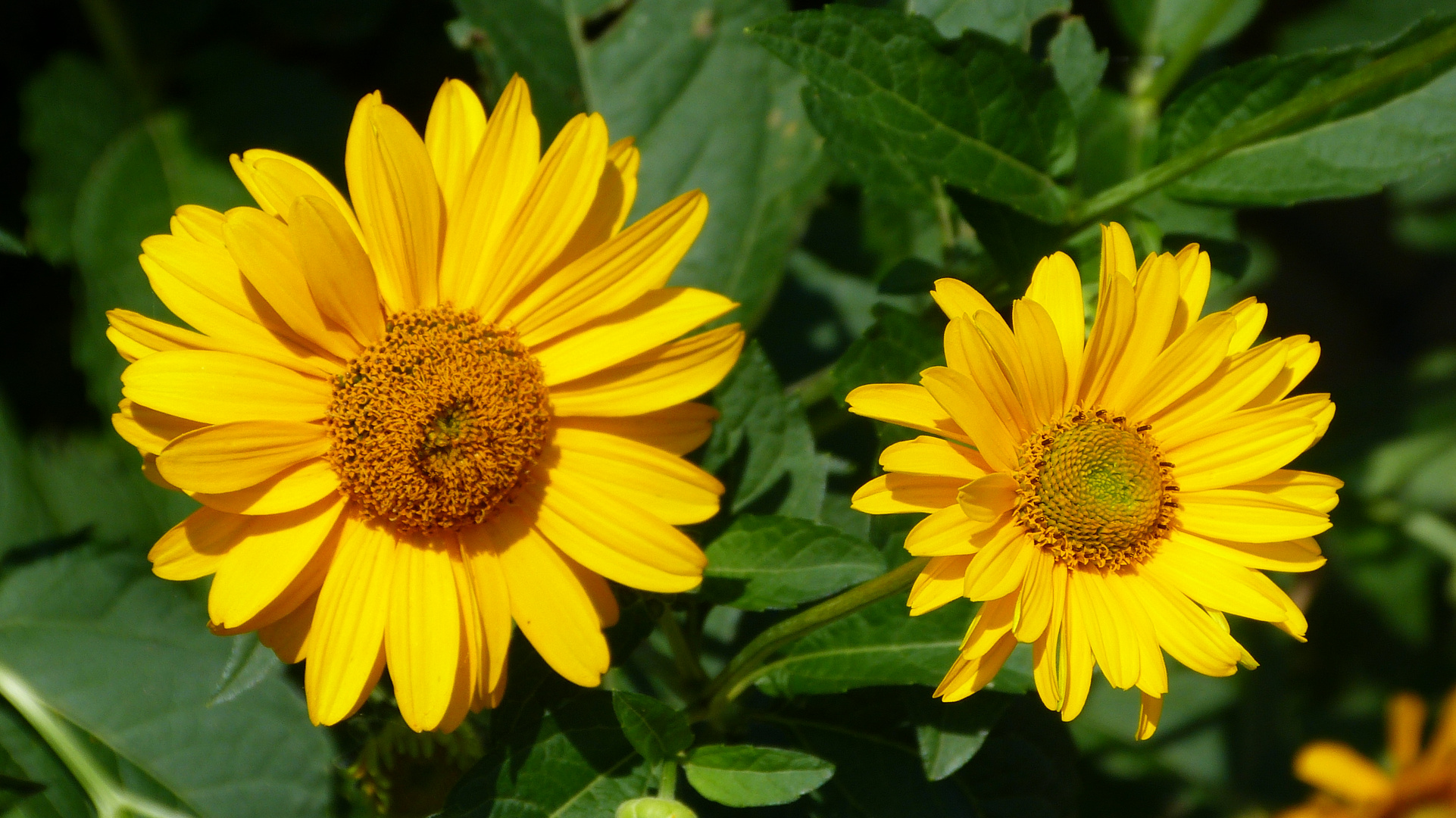 im Nachbars Garten Foto & Bild pflanzen, pilze