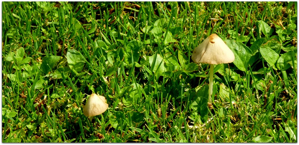 Im Nachbars Garten gesehen.