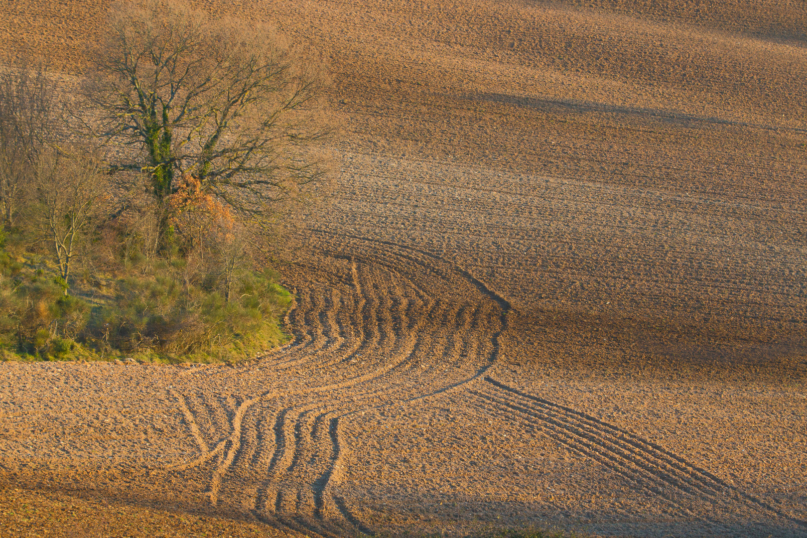 im Nachmittags-Sonnenlicht