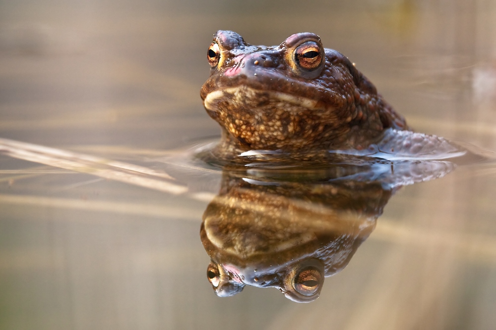 Im nächsten Leben werd ich ein Froschkönig