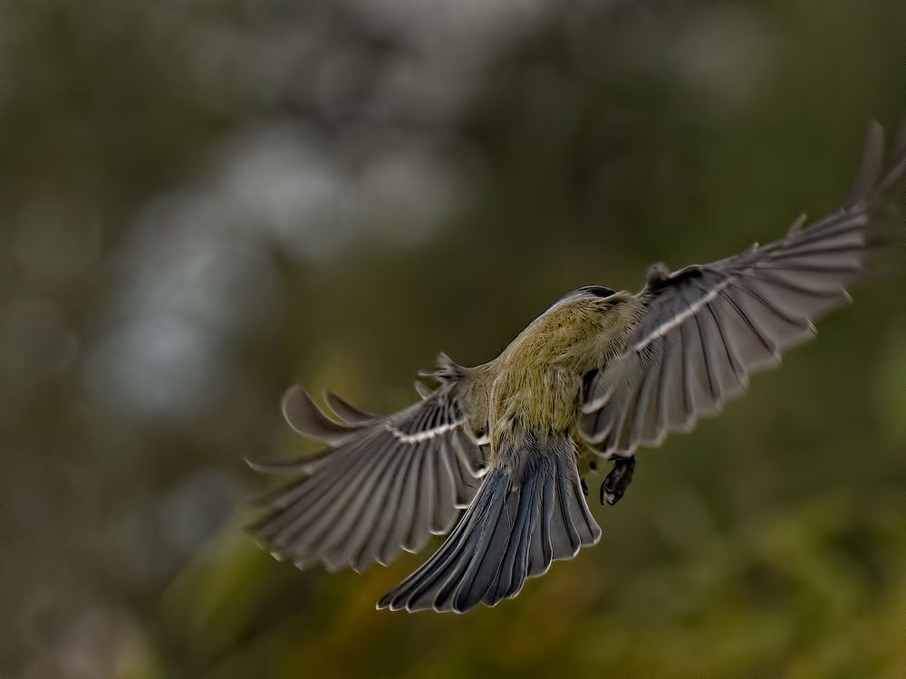 Im nächsten Leben werde ich Condor - Kohlmeise im Flug