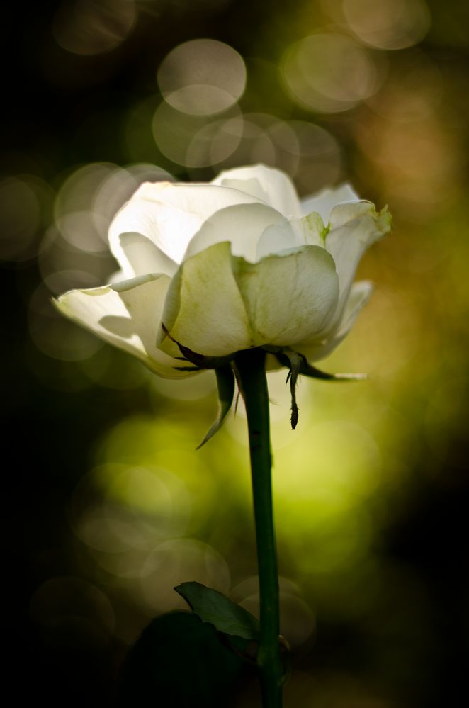 Im Namen der Rose von Andreas D. aus Dresden 