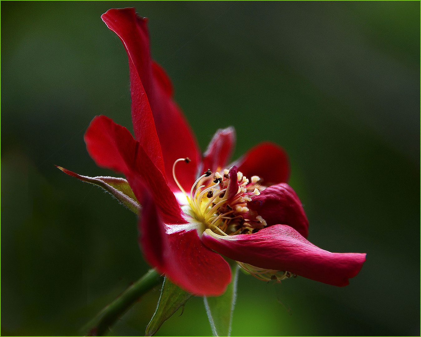 Im Namen der Rose