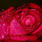 Im Namen der Rose