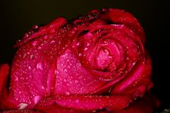 Im Namen der Rose