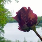 Im Namen der Rose, ein Gruß für alle die an Liebe glauben.