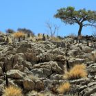 Im Namib-Naukluft National Park