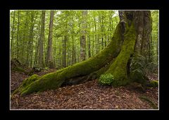 Im National-Park Bayerischer Wald