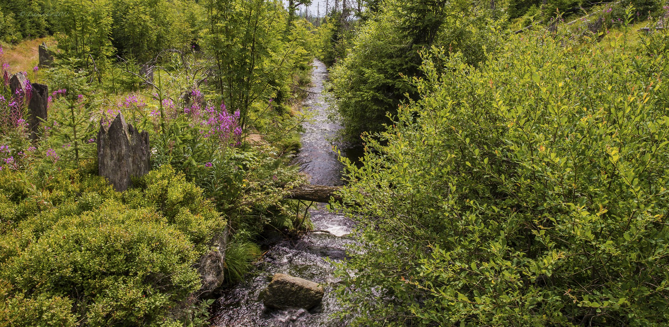 Im Nationalpark Bayerischer Wald