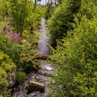 Im Nationalpark Bayerischer Wald