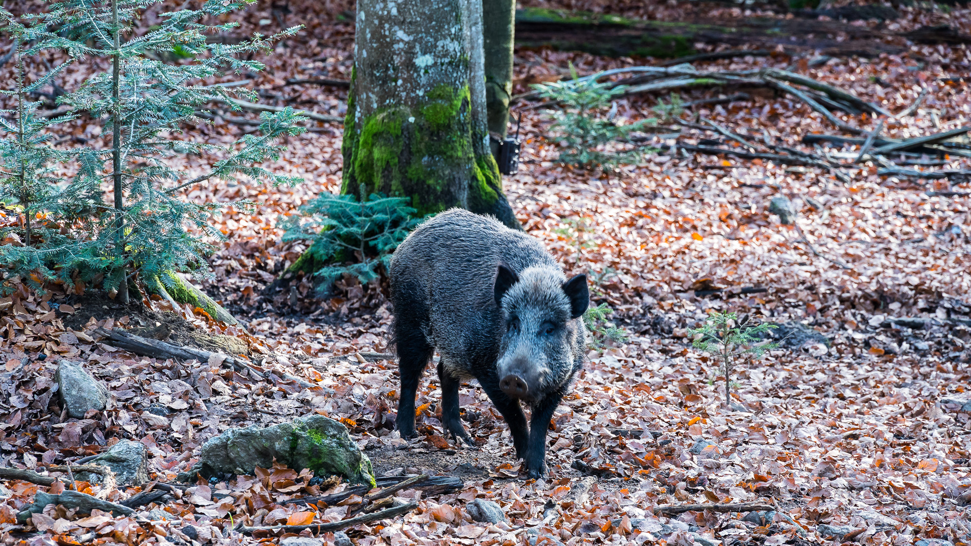 im Nationalpark Bayerischer Wald