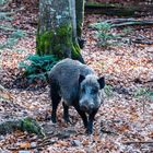 im Nationalpark Bayerischer Wald