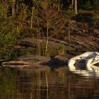 im Nationalpark Djurö