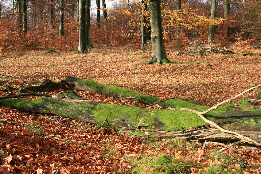 Im Nationalpark Eifel