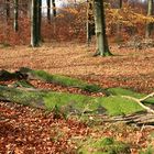 Im Nationalpark Eifel