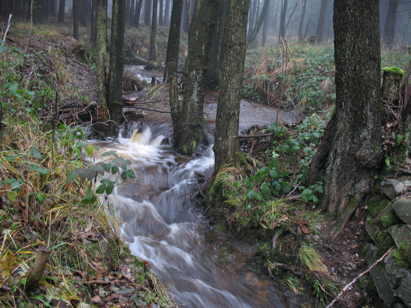 Im Nationalpark Harz