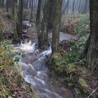 Im Nationalpark Harz