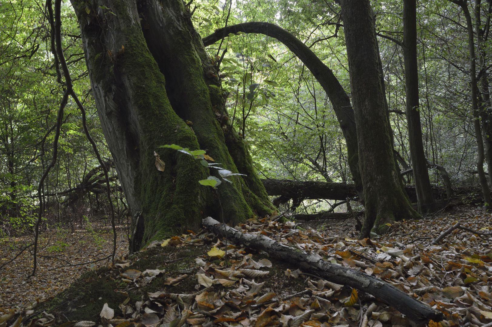 im Nationalpark Harz